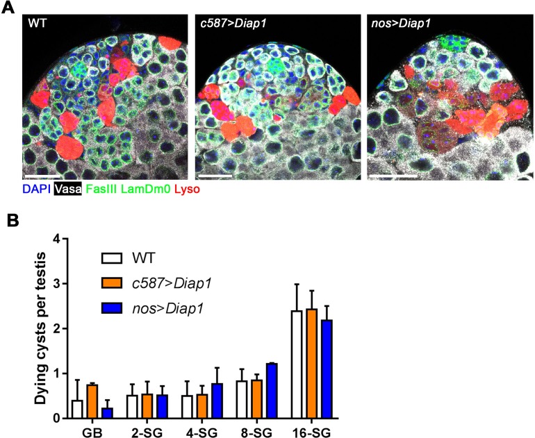 Figure 1—figure supplement 1.