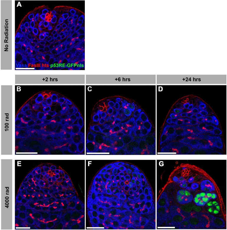 Figure 5—figure supplement 2.