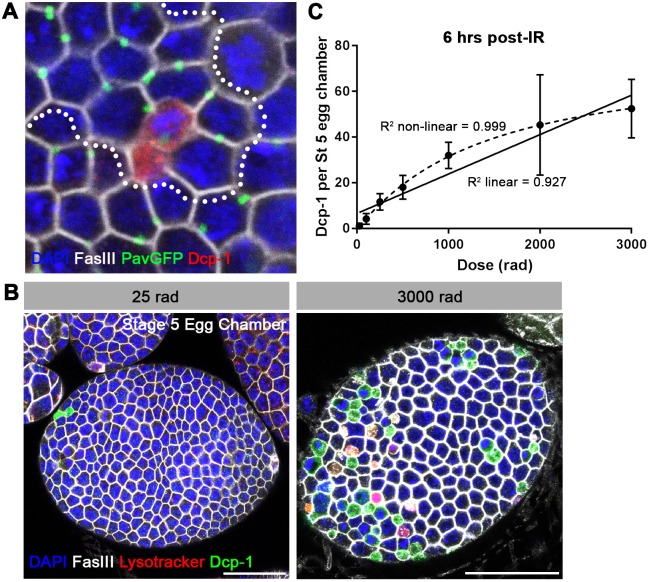 Figure 3—figure supplement 3.