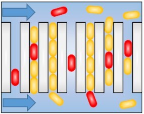 graphic file with name fuac030fig1b.jpg