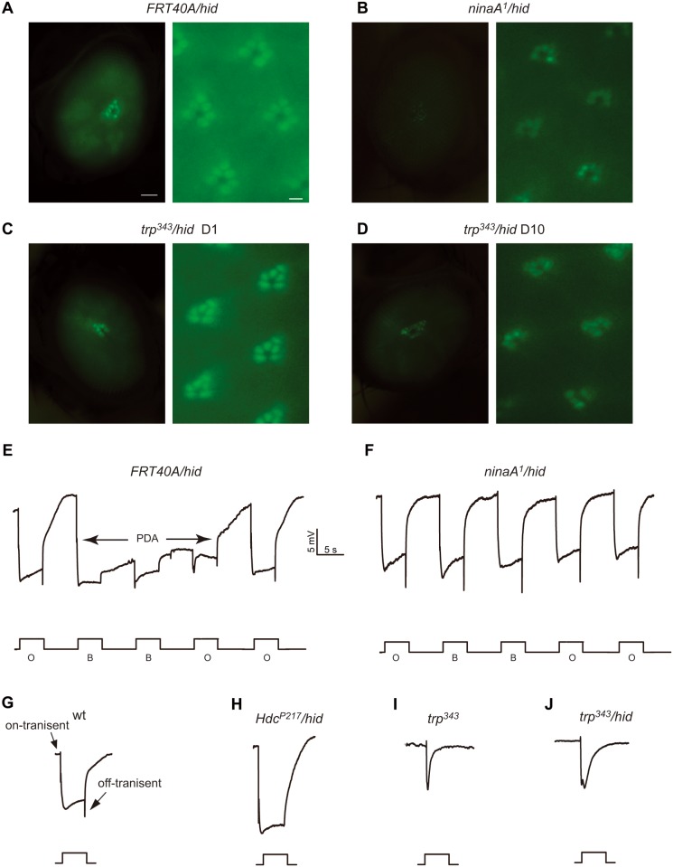 Fig 3