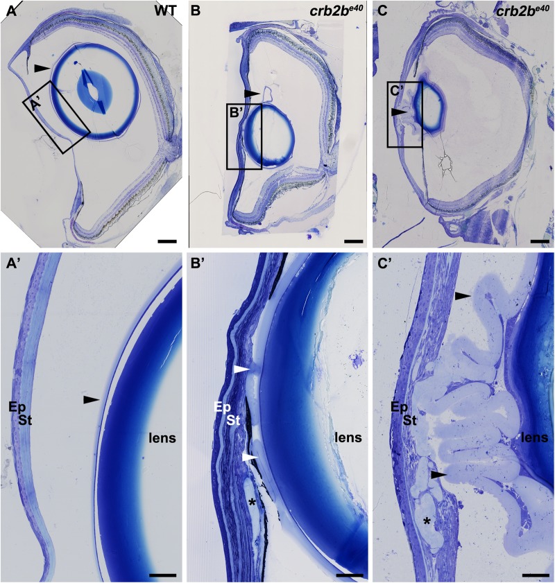 Fig. 8.