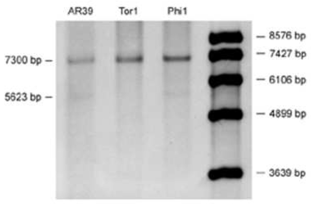 Fig. 5