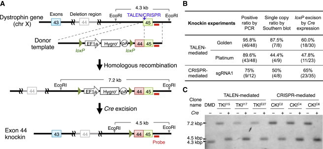 Figure 4