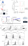 Loss of BTLA early in T cell ontogeny generates autoimmune disease.