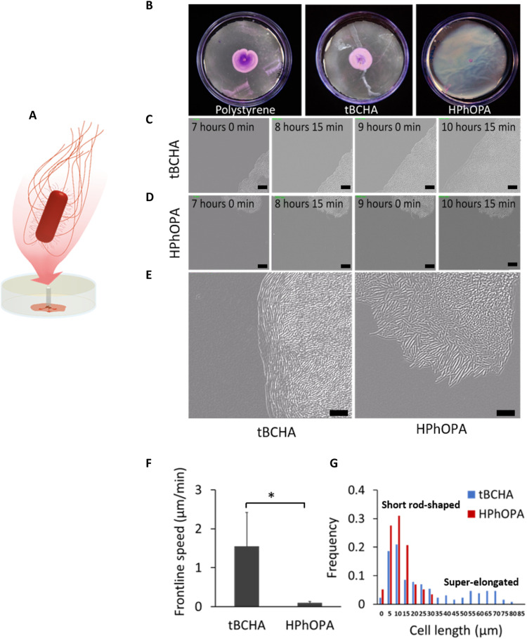 Fig. 3.