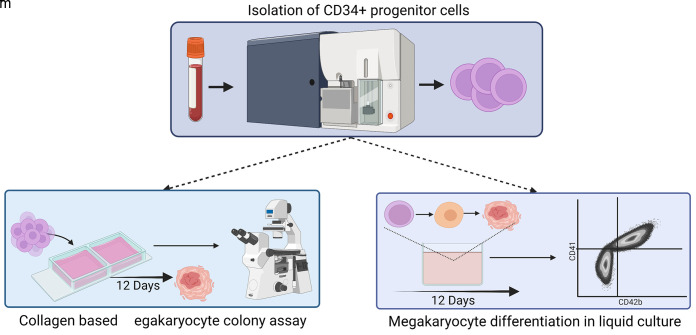 graphic file with name BioProtoc-13-02-4592-ga001.jpg