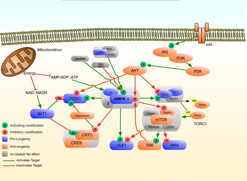 AMPK at the Nexus of Energetics and Aging - PMC