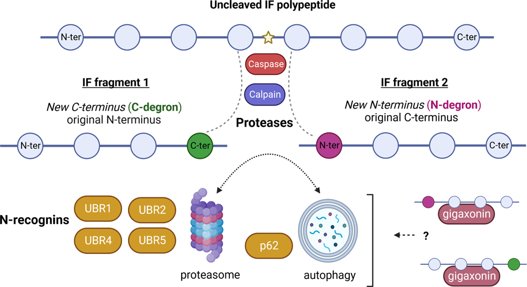 Figure 2: