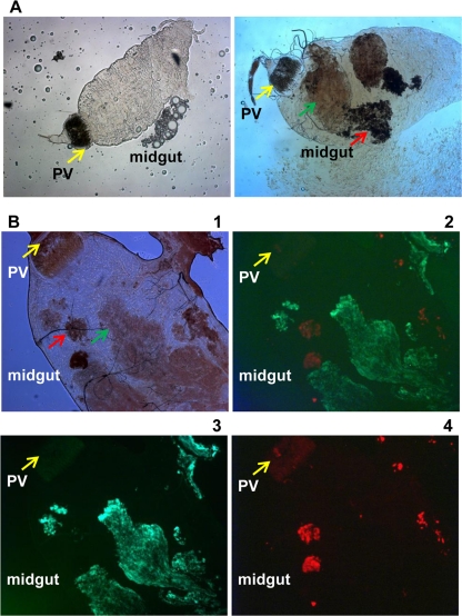 Fig 4