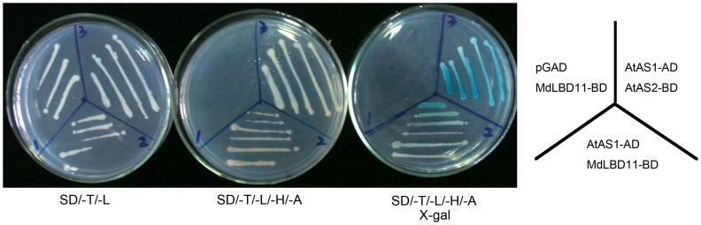 Figure 7