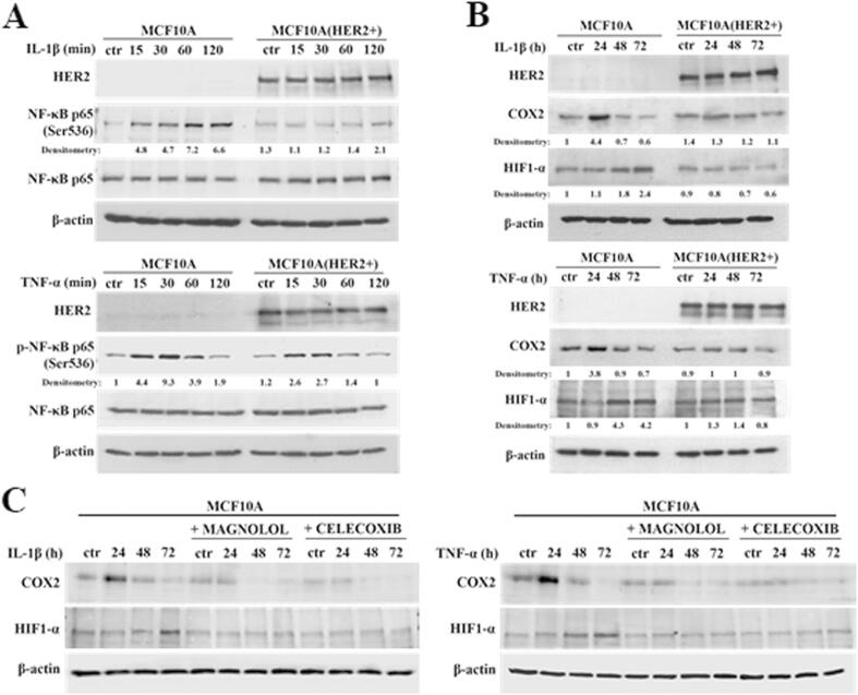 Supplementary Fig. S4