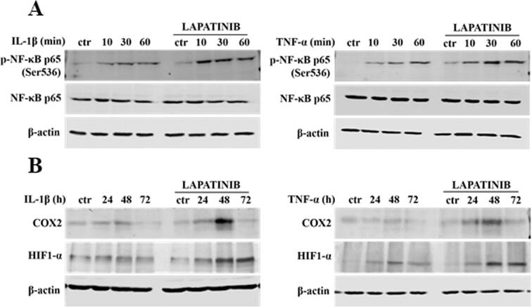 Supplementary Fig. S5