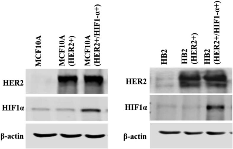 Supplementary Fig. S9