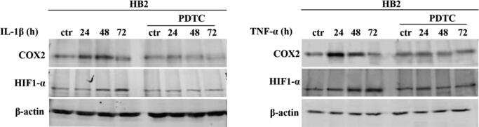 Supplementary Fig. S6