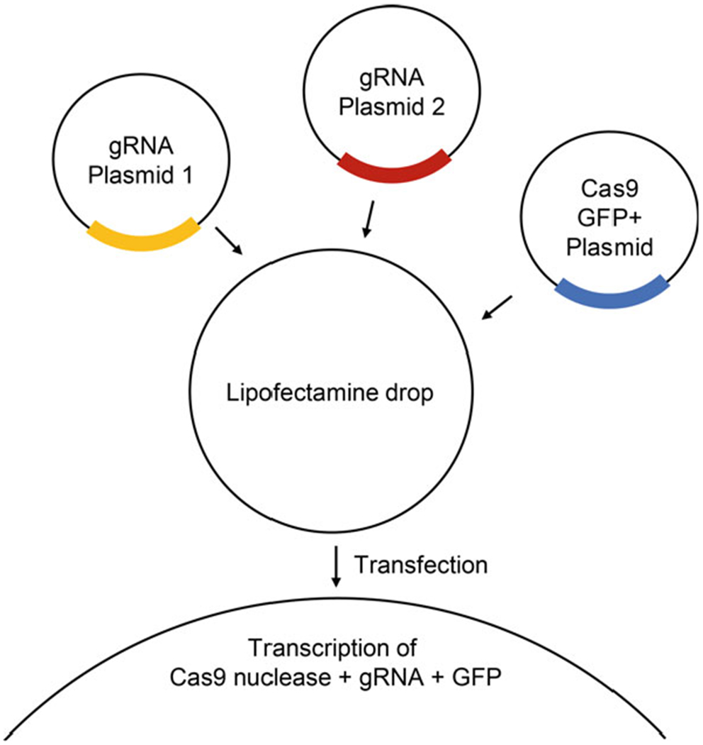 Fig. 2