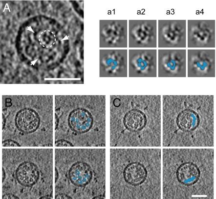 Fig. 3.