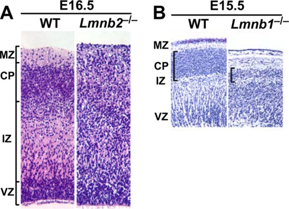 FIG 1