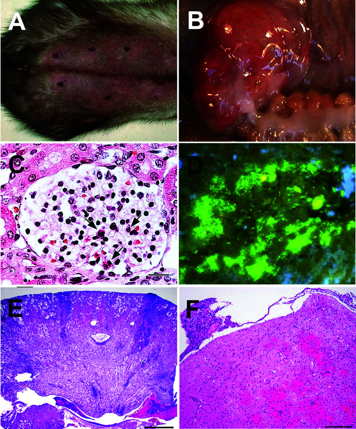 Figure 12.