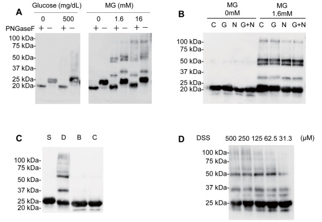 
Fig.3.
Effects of sugar chain decomposition enzymes or cross-linkers on the bands of ApoM on the western blots
