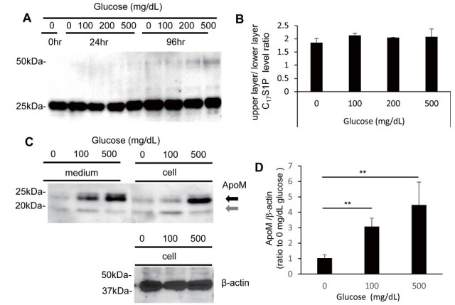 
Fig.1.
Modulations of ApoM following the incubation of HDL and HepG2 cells under a high-glucose condition
