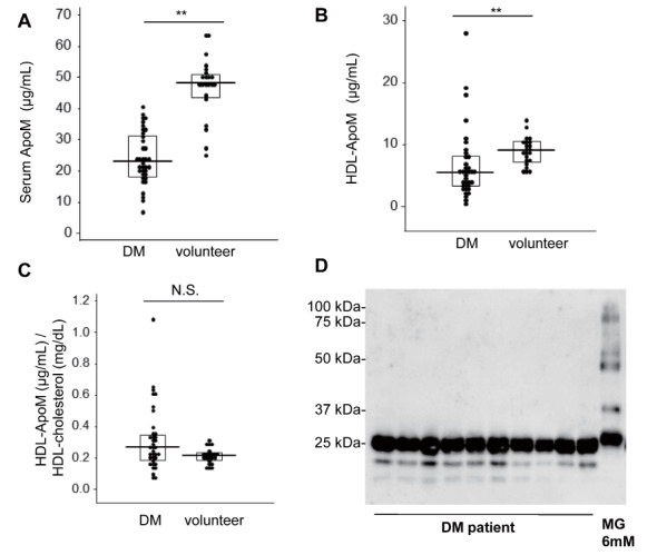 
Fig.5.
ApoM levels determined by ELISA and ApoM bands detected on western blots in subjects with diabetes mellitus and healthy volunteers
