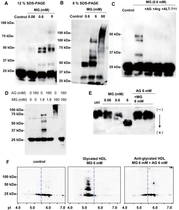 
Fig.2.
Modulations of ApoM in HDL glycated with methylglyoxal
