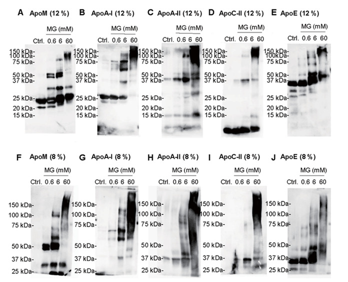 Supplemental Fig.1.
Glycation of apolipoproteins in HDL
