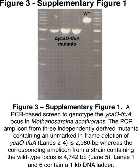 Figure 3—figure supplement 1.