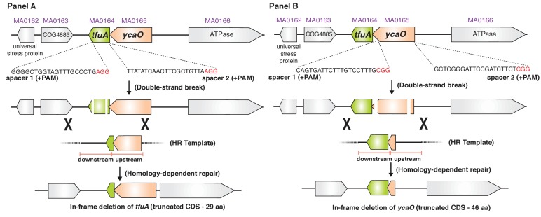 Figure 3—figure supplement 2.