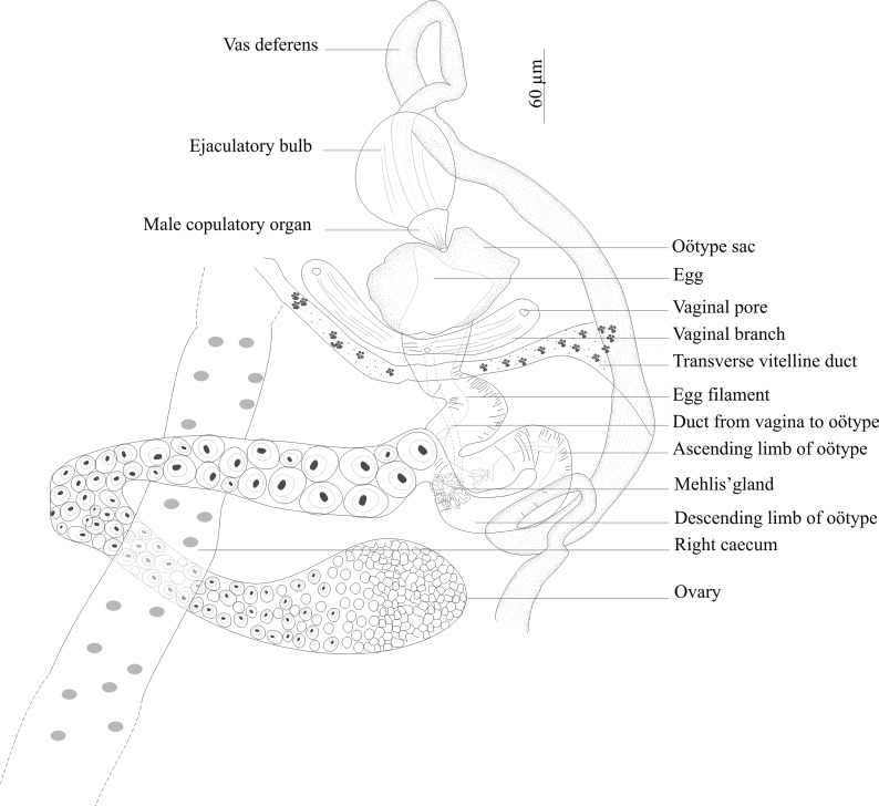 Figure 5.