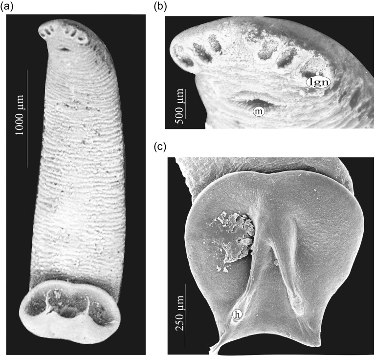 Figure 3.