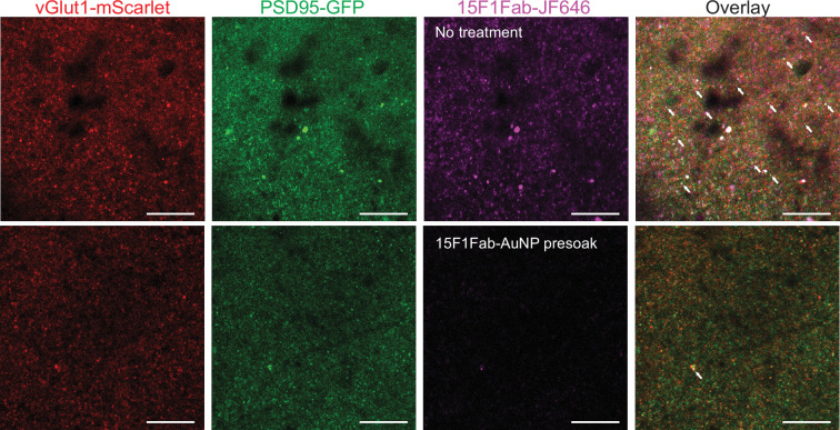 Figure 3—figure supplement 1.