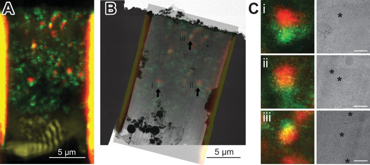 Figure 3—figure supplement 2.