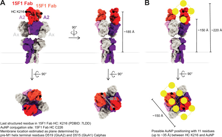 Figure 5—figure supplement 1.