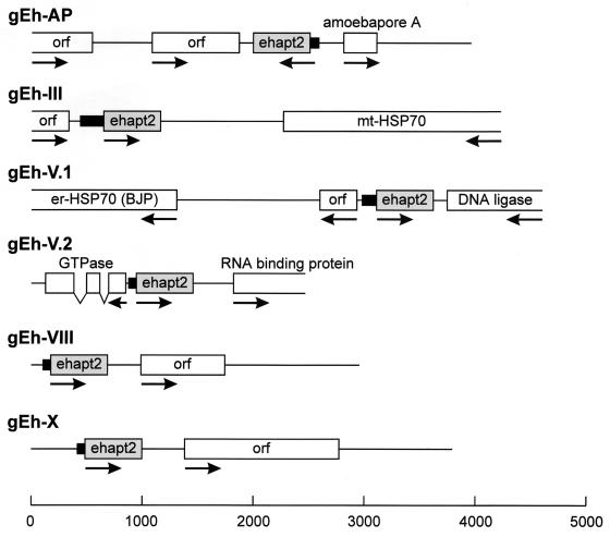 FIG. 2.