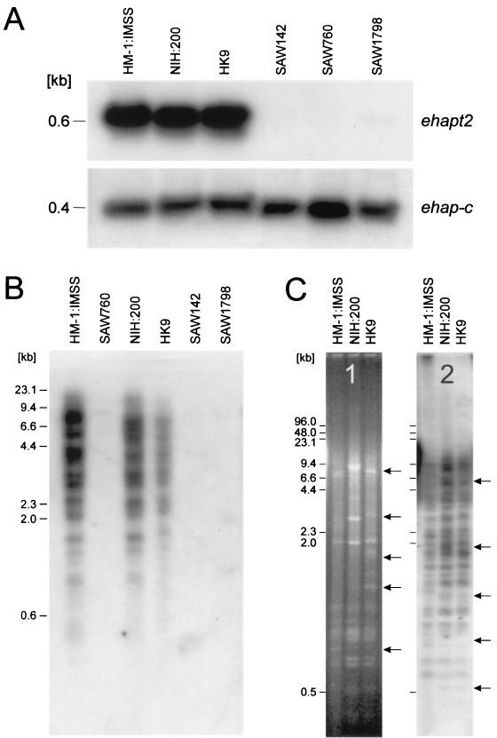 FIG. 1.