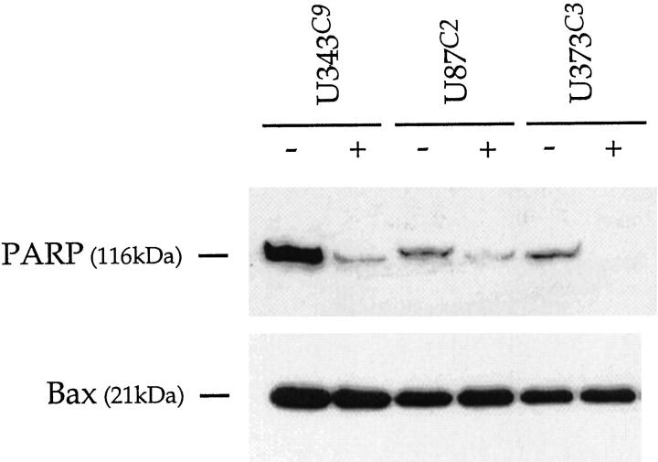 Figure 12.