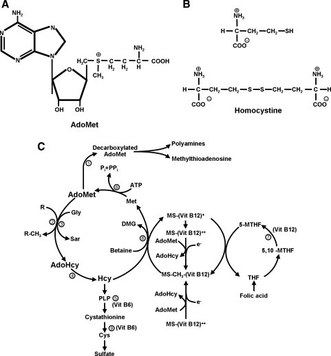 FIG. 1. (A)