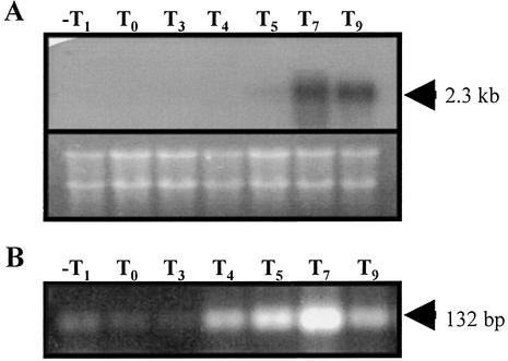 FIG. 5.