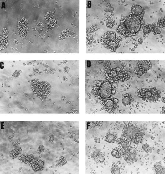 FIG. 7