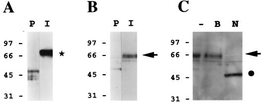 FIG. 6