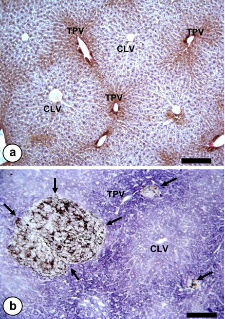 Fig. 5