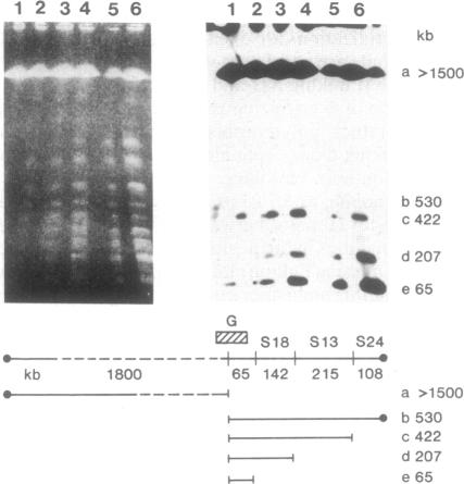 graphic file with name pnas01086-0052-a.jpg