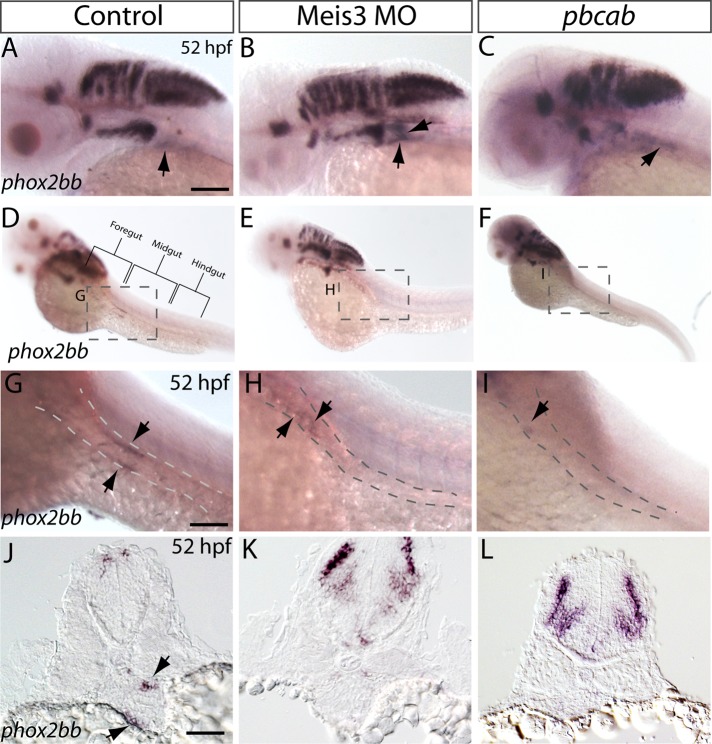 FIGURE 3: