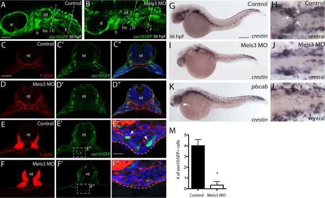 FIGURE 2: