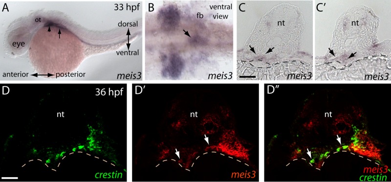 FIGURE 1: