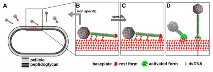 FIGURE 11