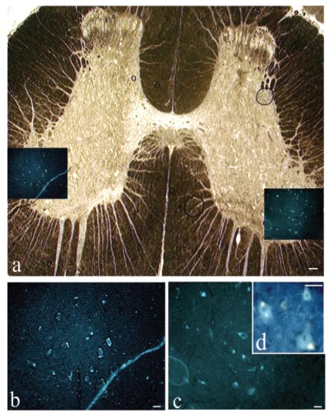 FIG. 3