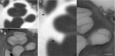 Fig. 11